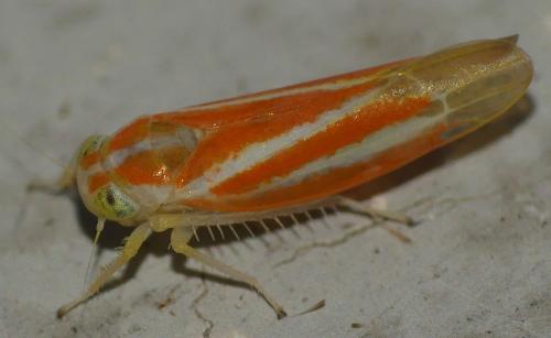 Alebra albostriella